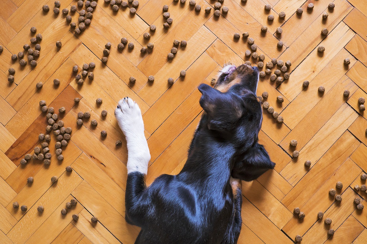 18 Dog Food Brands Have Now Been Voluntarily Recalled After Mold Was Found