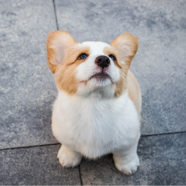 teaching your dog to sit