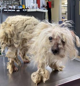 A shelter dog with long hair standing on top of a table, symbolizing a transformation and second chance in life.
