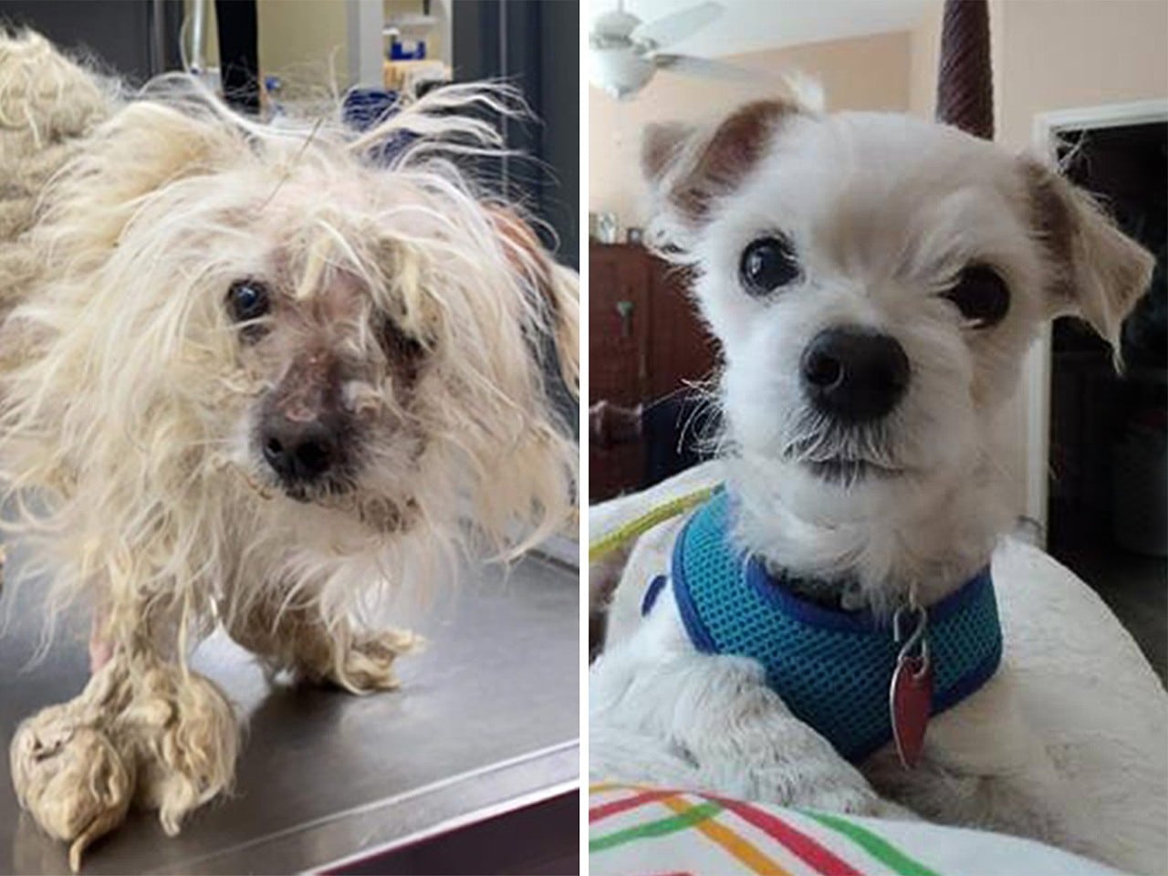 See the Amazing Transformation of This Shelter Dog -- And the Importance of Second Chances