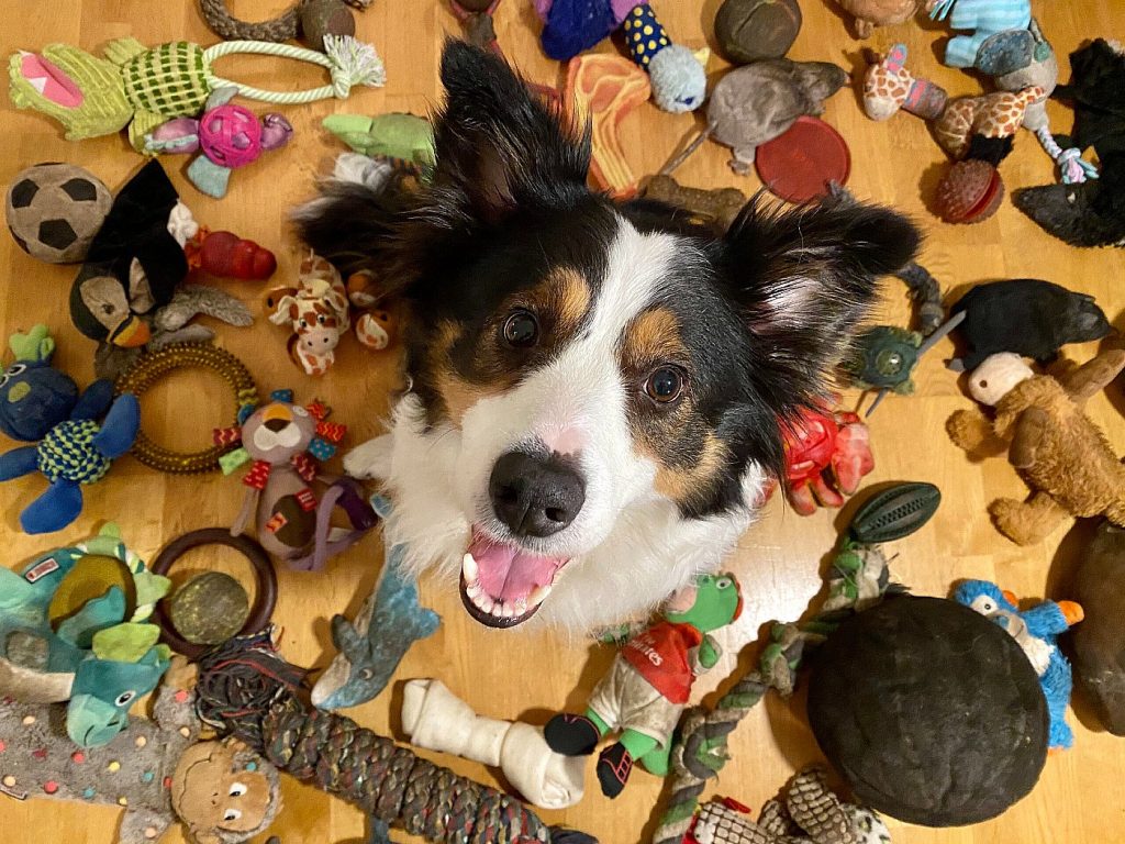 genius dog toys