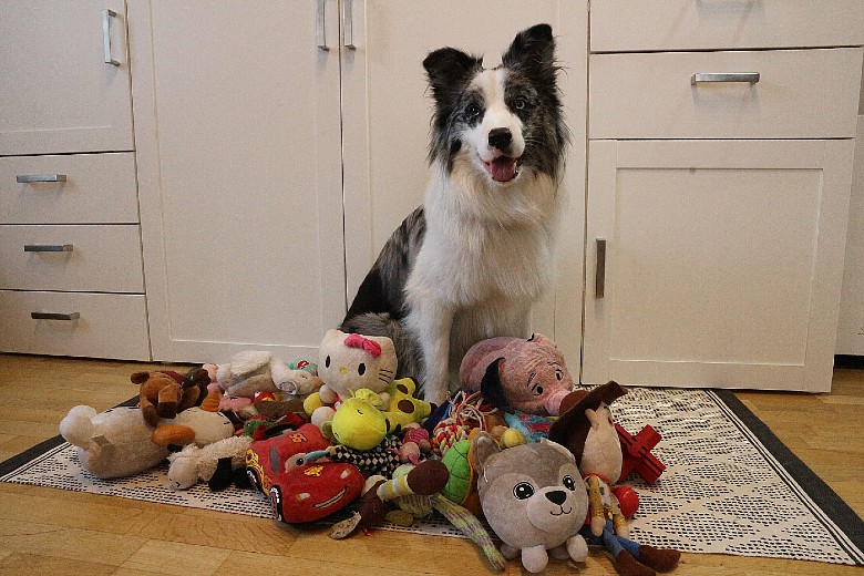 dog with toys