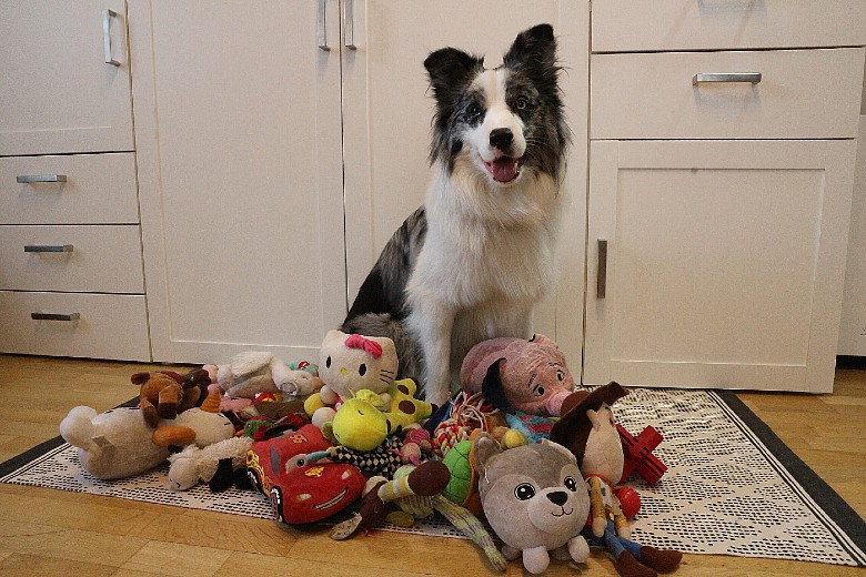 dog with toys 