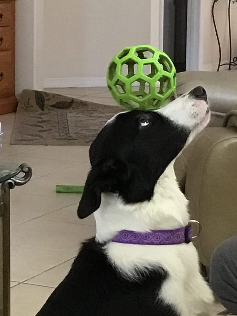 dog balancing ball on head