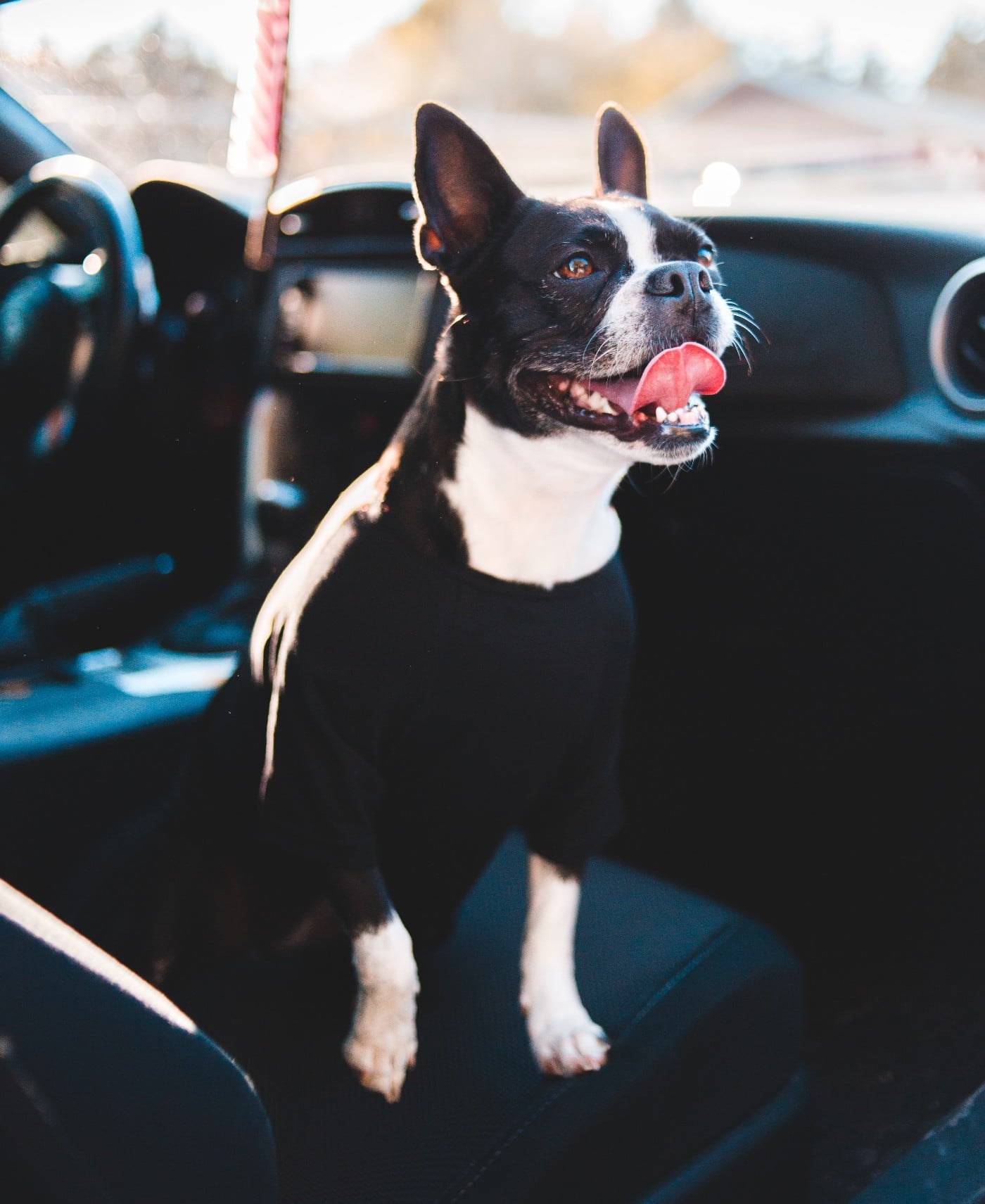 Here’s How to Keep Your Dog Happy and Safe in the Car During Travel Season