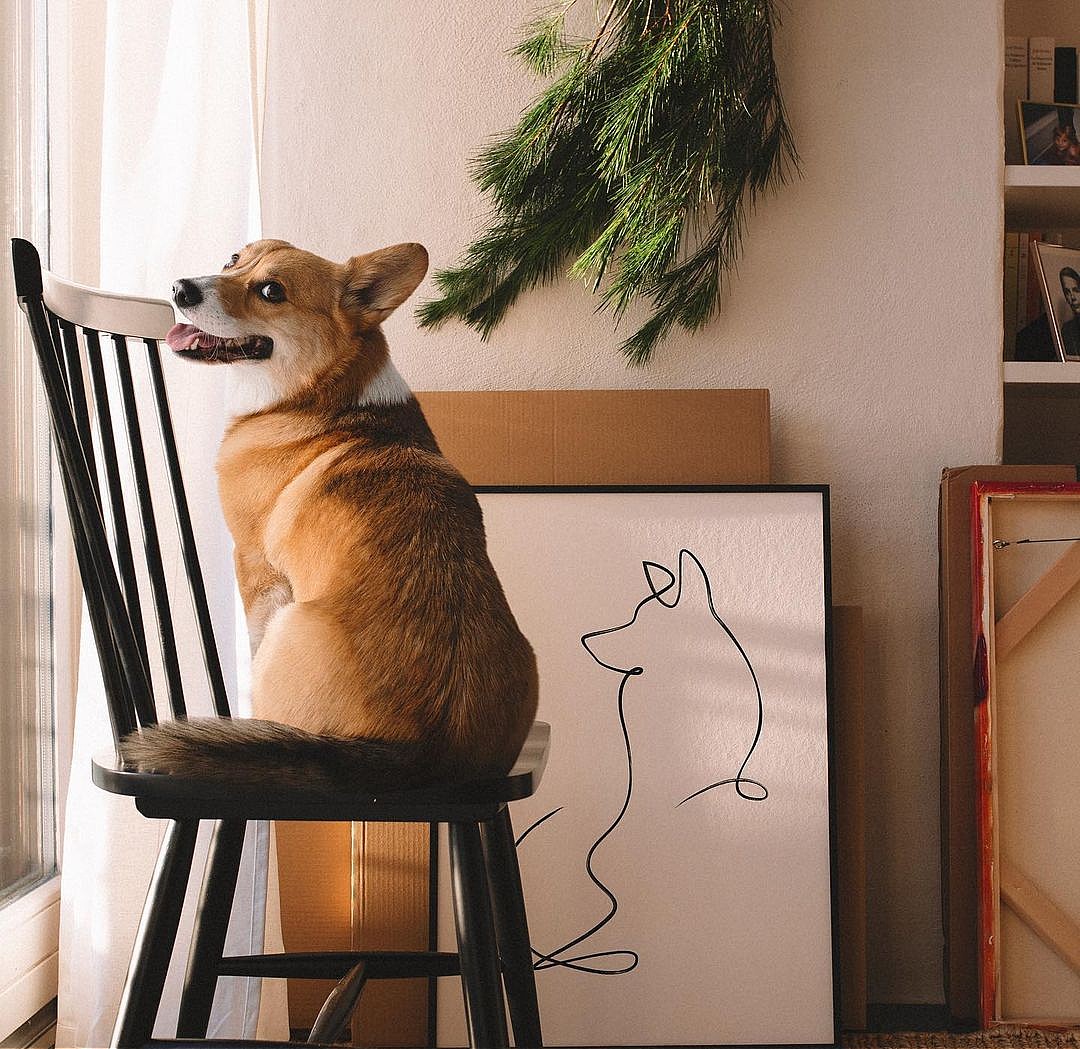 A corgi sitting on a chair in front of a Christmas tree, a perfect scene for our holiday gift guide.