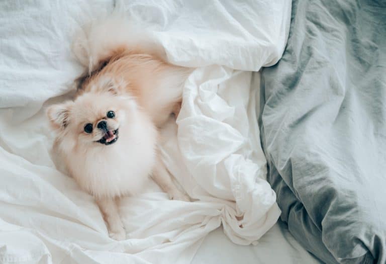 Should You Let Your Dog Sleep With You? Here's What Experts Say. This