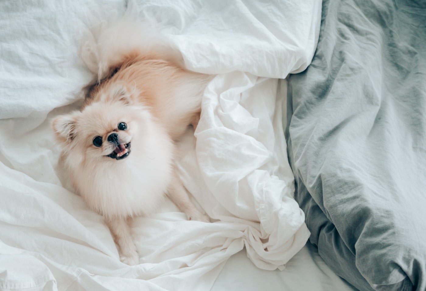 should you have your dog sleeping in bed with you