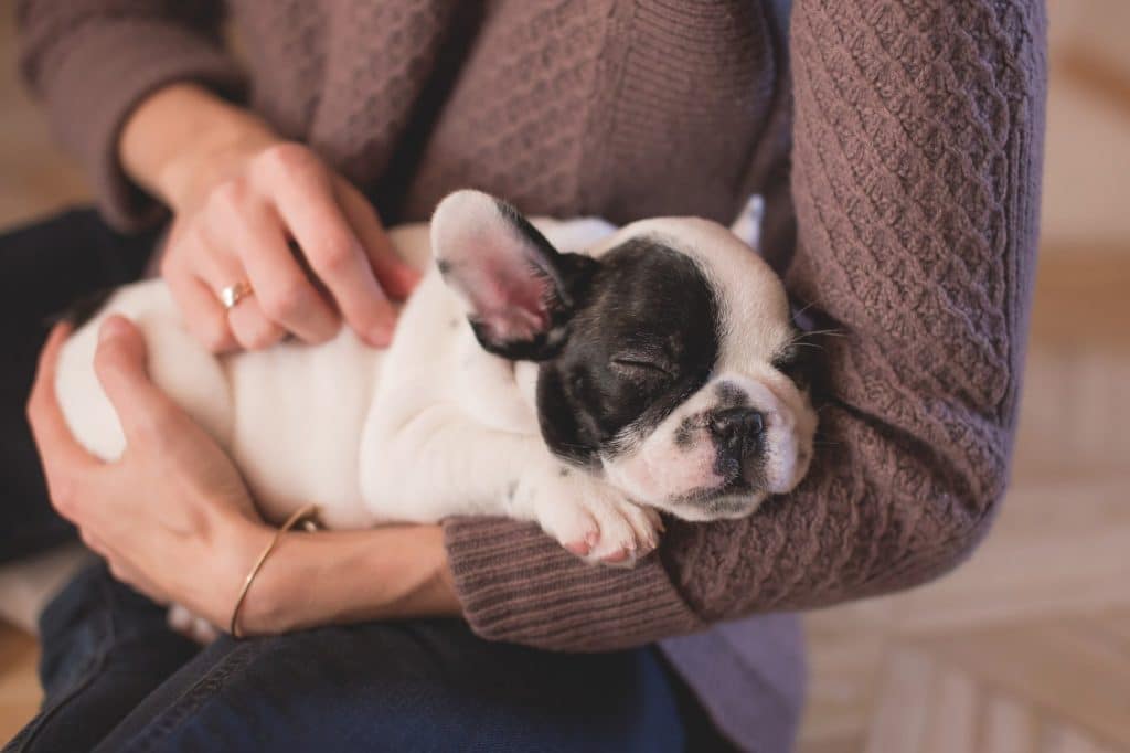The Most Popular Dog Names of 2020 This Dogs Life