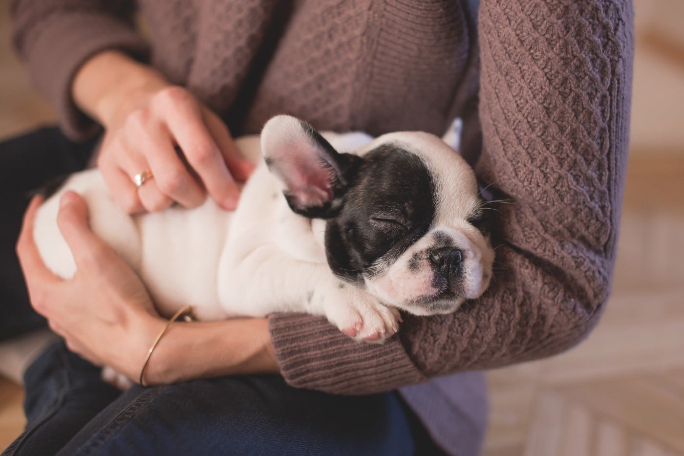 french bulldog puppy