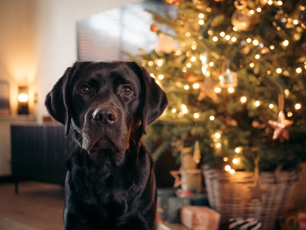 dog in front of christmas tree