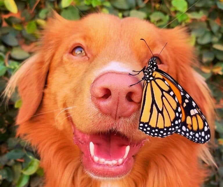 dog photography idea thing on nose