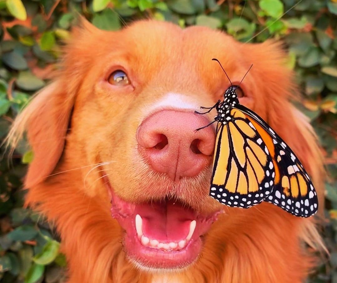 A dog helped a monarch butterfly in its mouth.