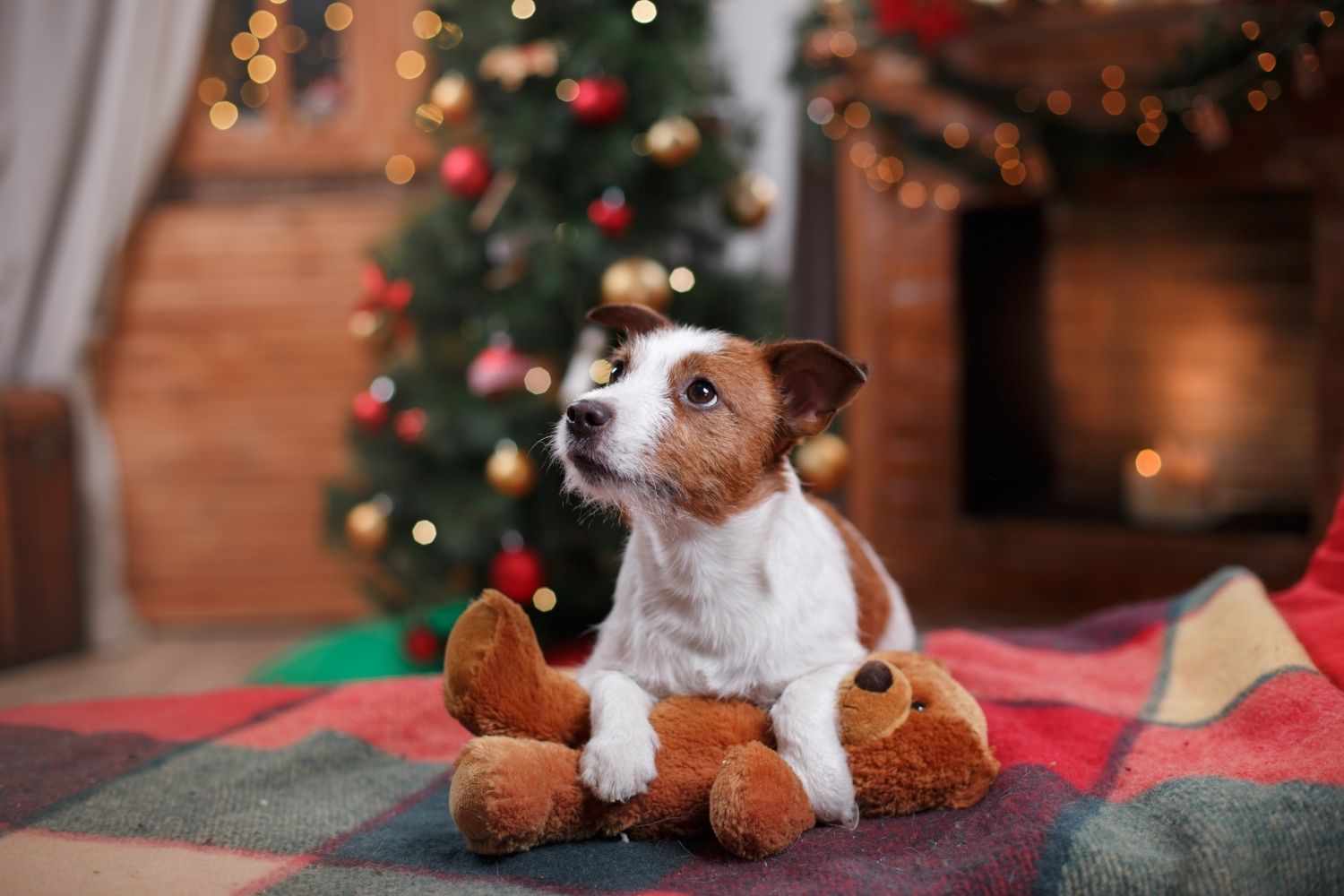 A small dog sitting on a blanket with a teddy bear in front of a Christmas tree during the holiday season.