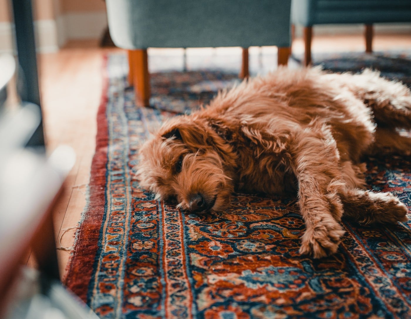 taking care of your rug when you have a dog pet-friendly rugs