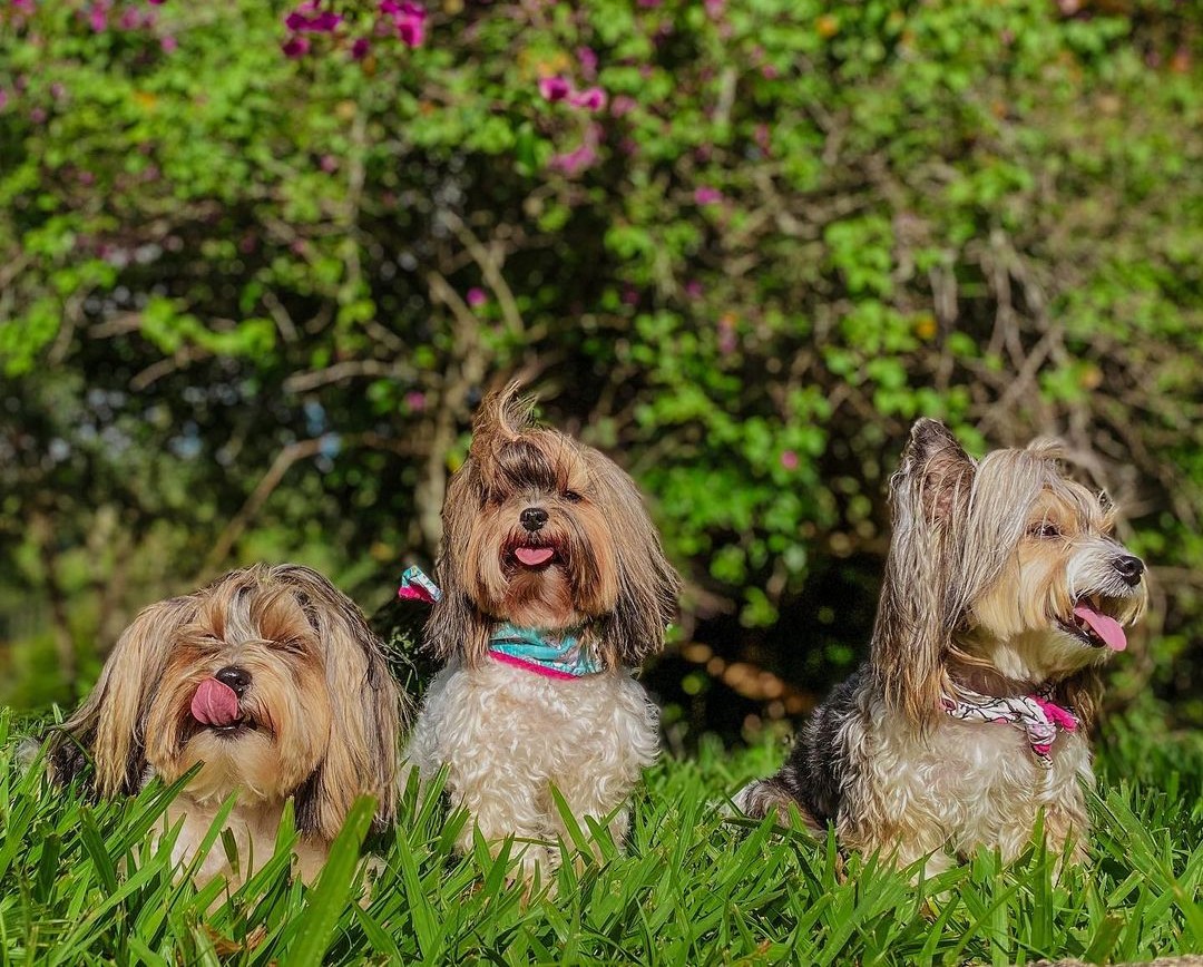 Three Biewer Yorkshire Terriers sitting in the grass.