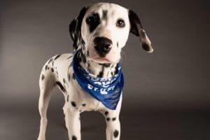 A dalmatian dog wearing a blue bandana featured in This Year's Puppy Bowl.