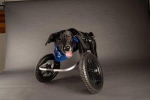 A black dog with a blue bandana on a wheeled cart participates in the Puppy Bowl game.