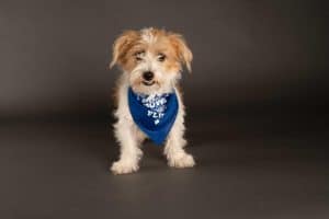 A small dog wearing a blue bandana is back this year for the Puppy Bowl game.