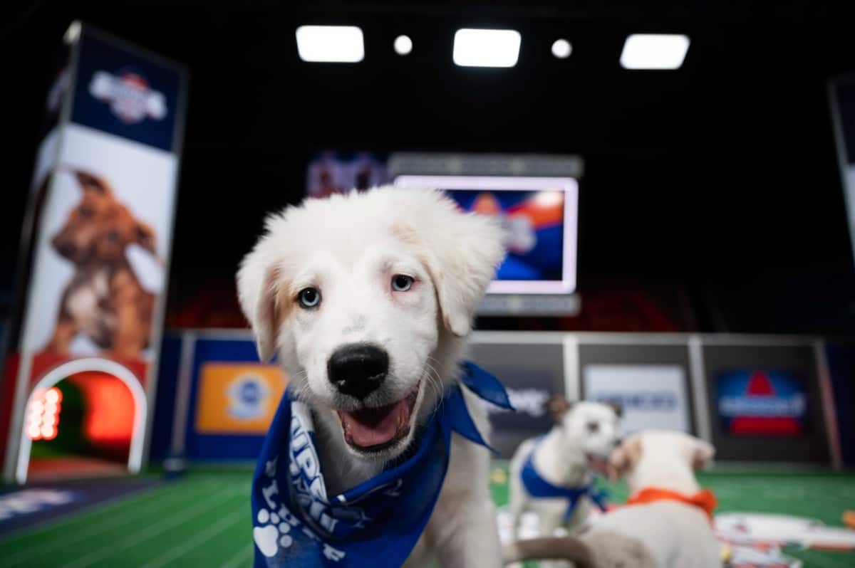 The Game Will Go On: Puppy Bowl Is Back This Year