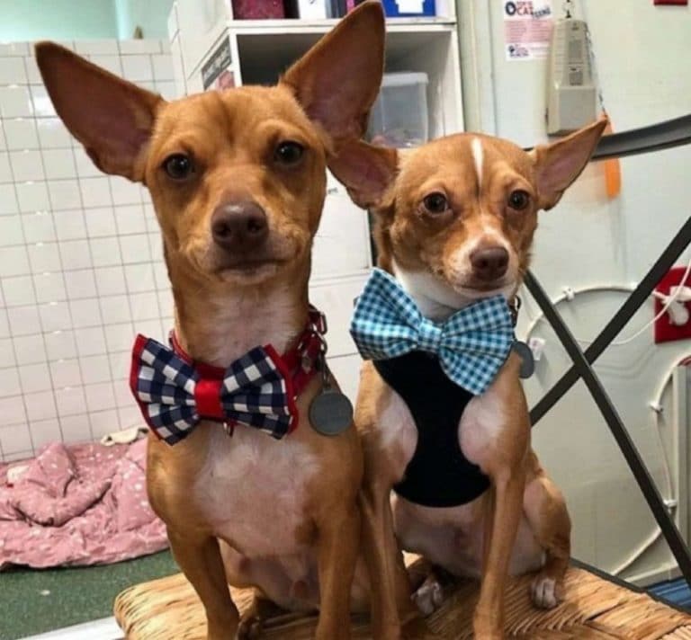 meet-the-14-year-old-making-it-his-mission-to-help-shelter-dogs-one-bow