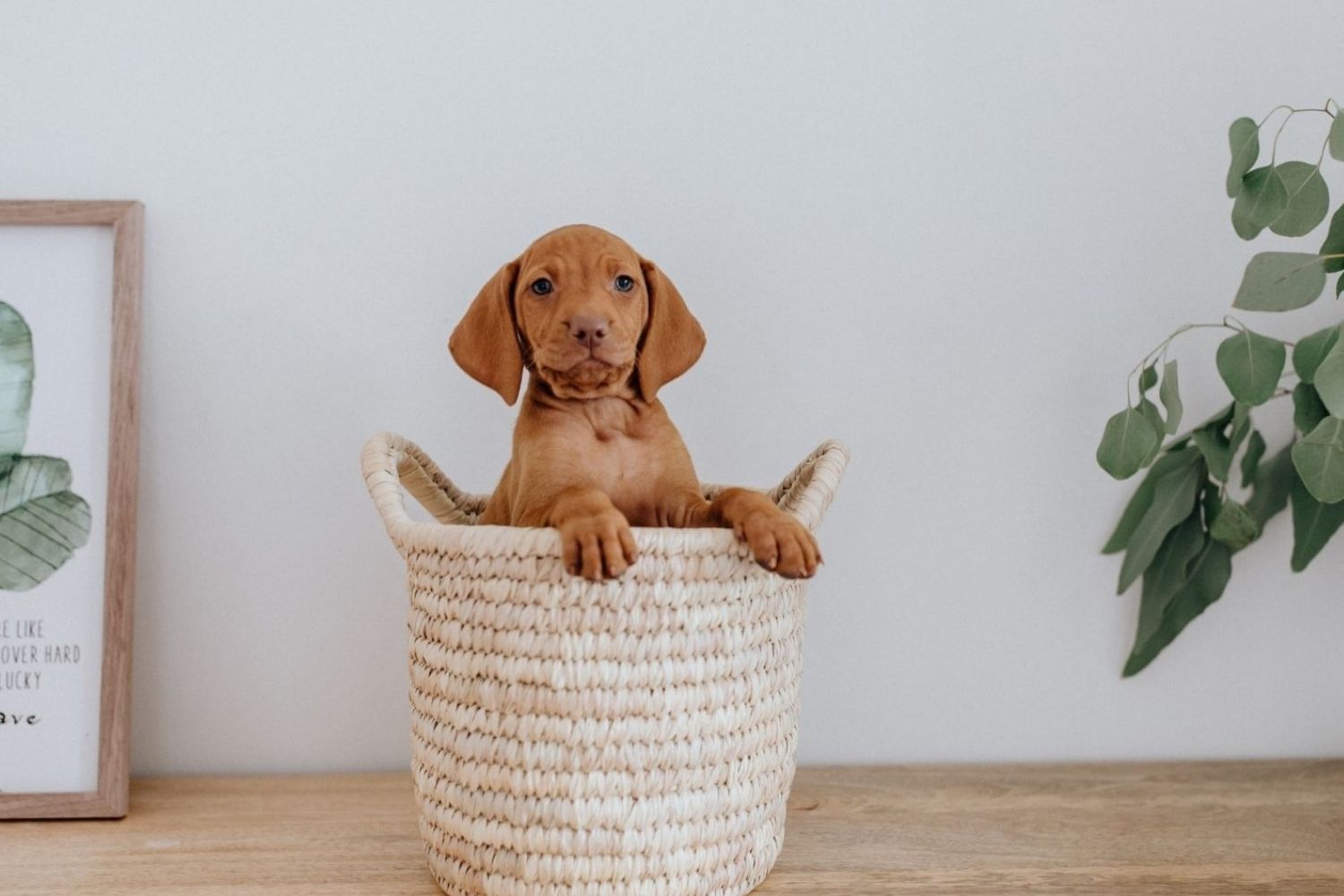 A puppy demonstrating Petiquette 101, sitting in a wicker basket on a wooden table.