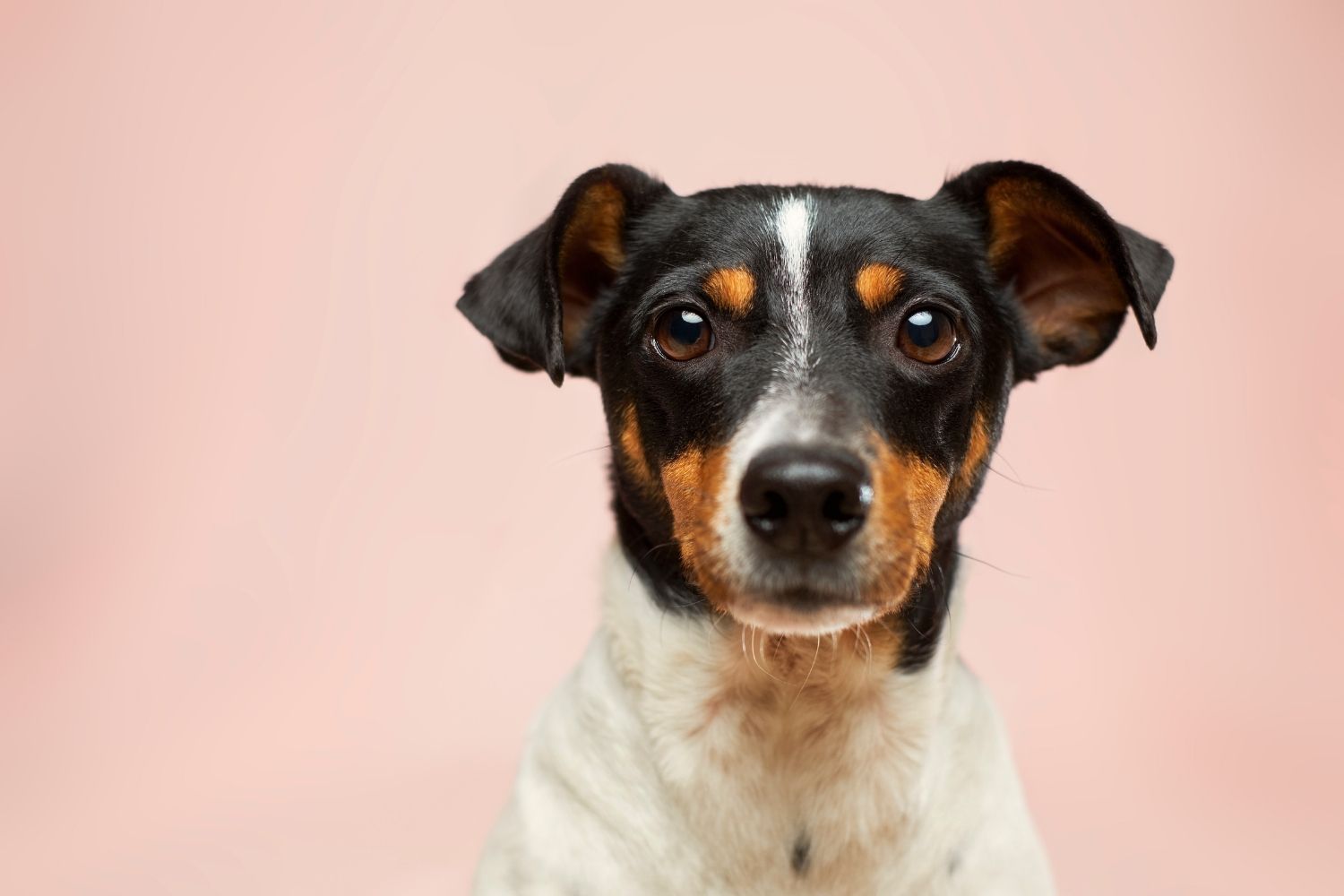 A black and white dog looking at the camera on a pink background to keep the dog safe in winter.