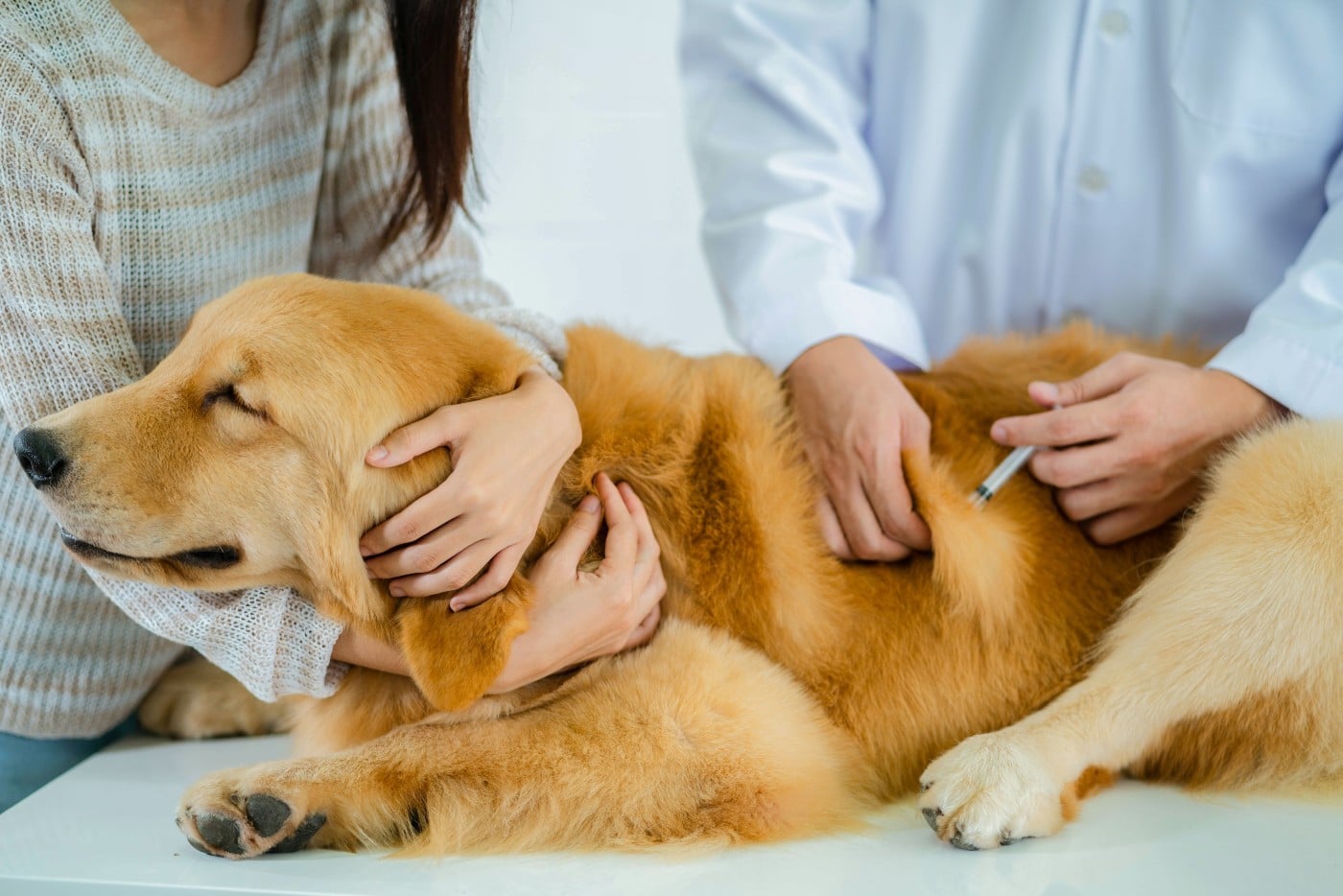 Dogs need the coronavirus covid-19 vaccination shot