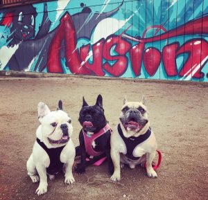 Three French bulldogs, reminiscent of Lady Gaga's stolen Frenchies, posing in front of a graffiti wall.