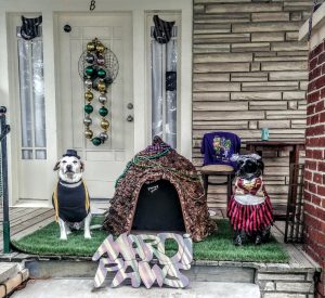 Two dogs dressed up in Mardi Gras costumes on a front porch of a New Orleans home.