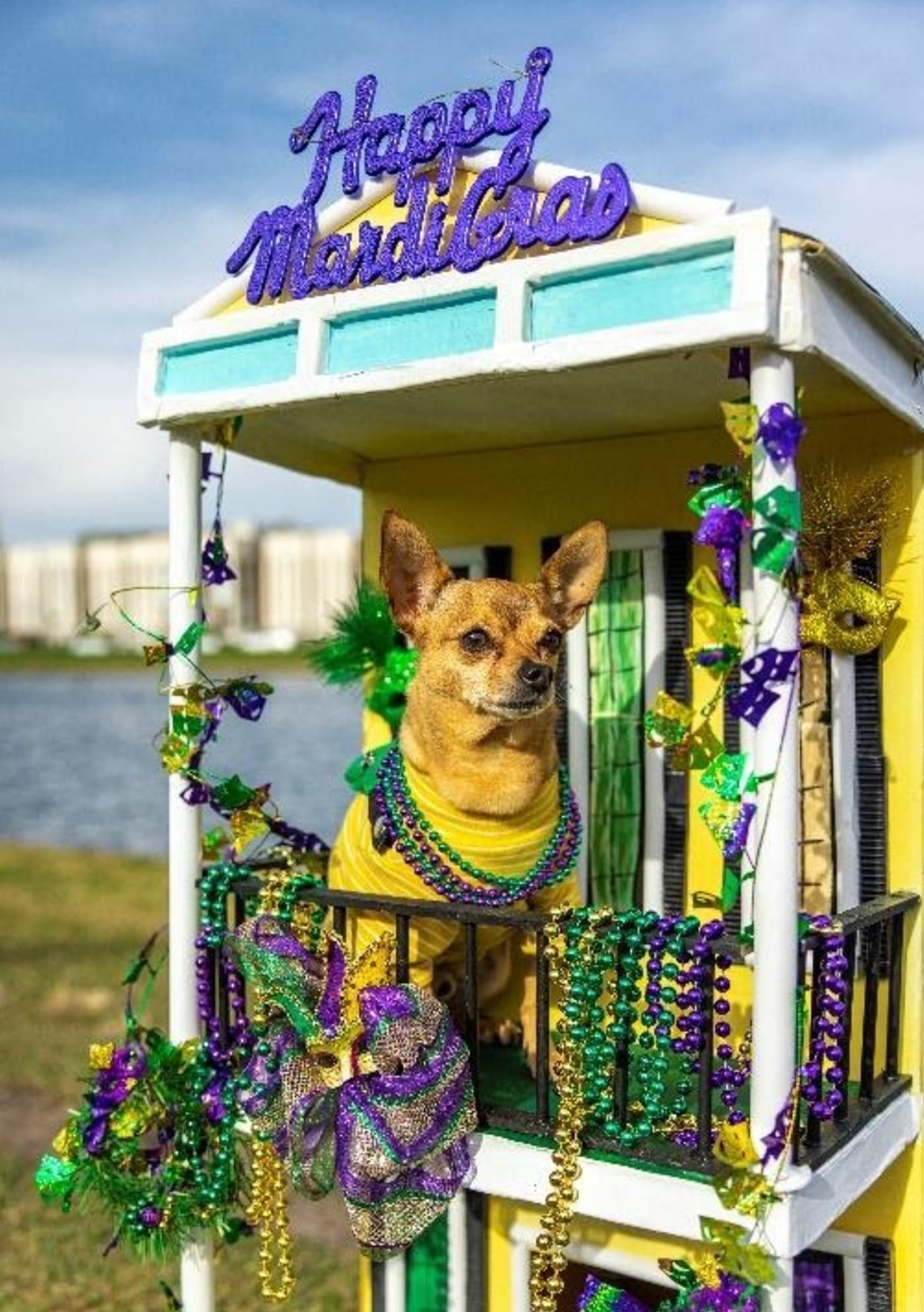 A dog sits on the balcony of a New Orleans house during Mardi Gras.