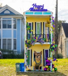A dog in a New Orleans house decorated for mardi gras.