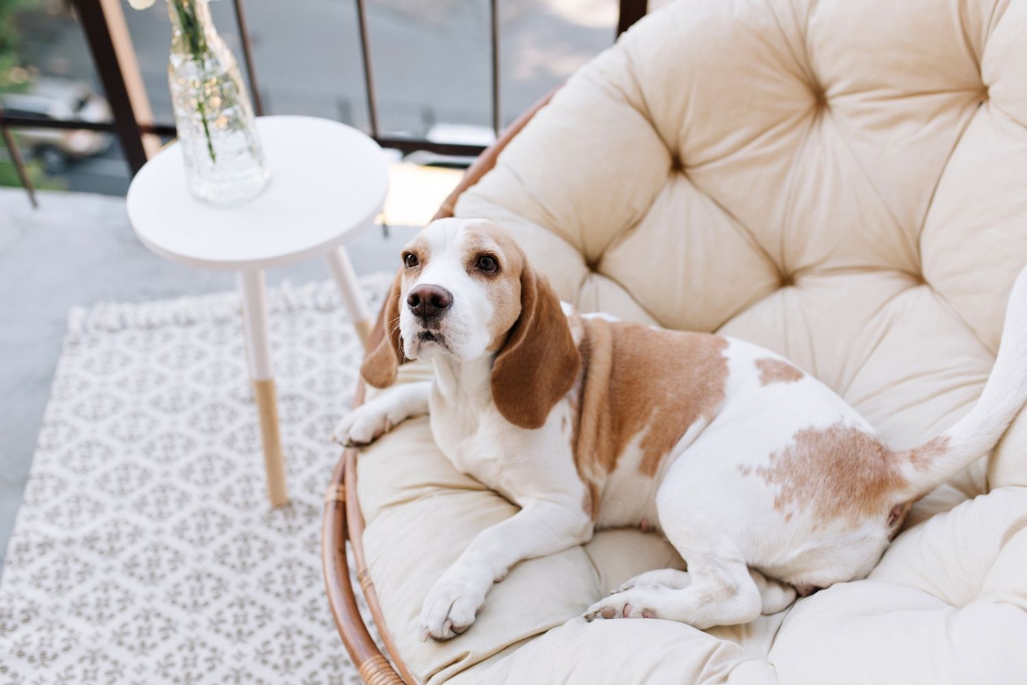 A beagle dog laying on a white chair, showcasing signs of separation anxiety.