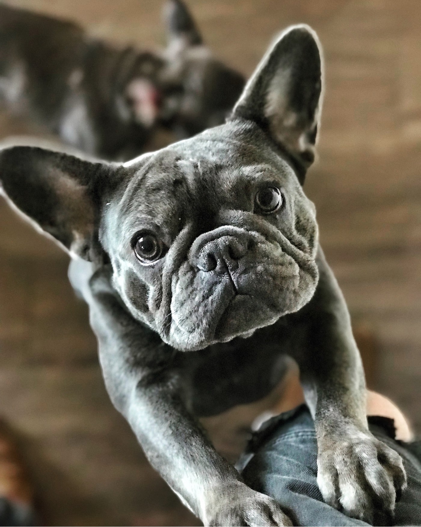 A French bulldog sitting on a person's lap inside, as it's freezing outside.