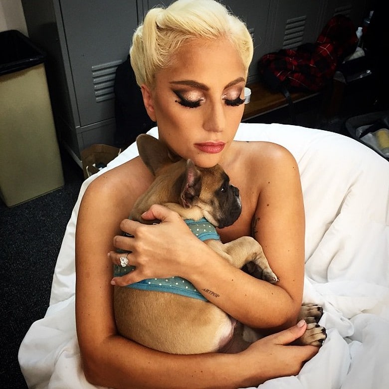 Lady Gaga's dog walker was shot and her Frenchies stolen.