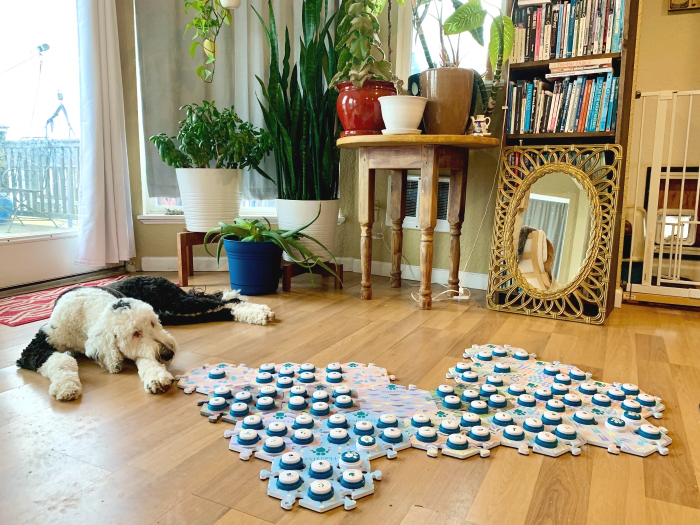 A talking dog laying on the floor next to a bottle of water.