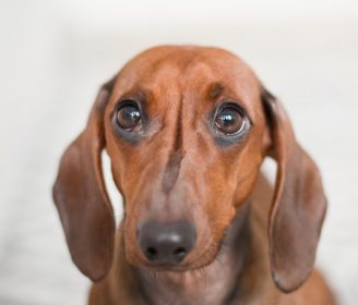 scared dog Causes of anxiety in dogs