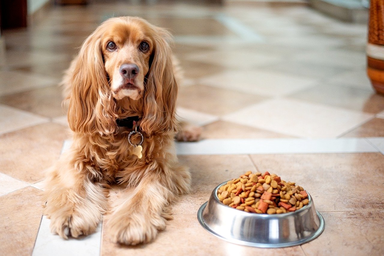 A dog sits next to a bowl of deadly bacteria-laden Dog Food Brand food.