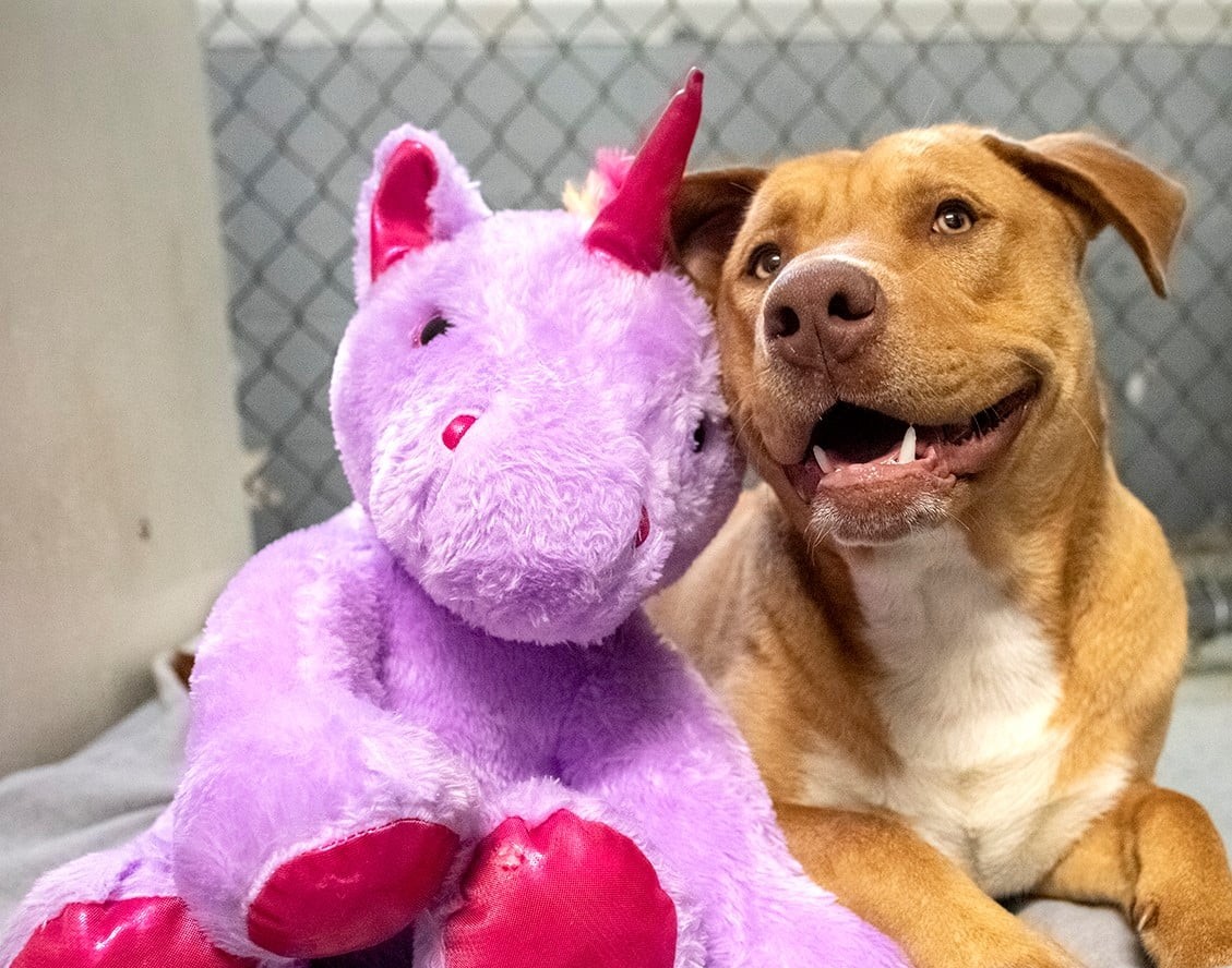 A stray dog with a purple unicorn toy.