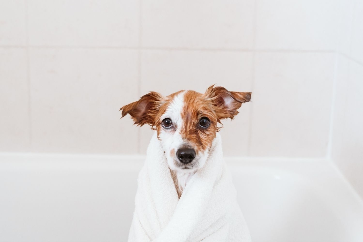 The Answer to Dog Odor: Why Your Dog Stinks and How to Handle It