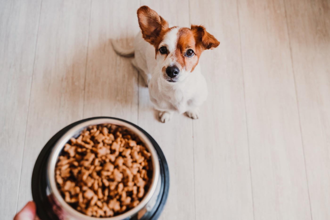 Midwestern Pet Foods dog food recall