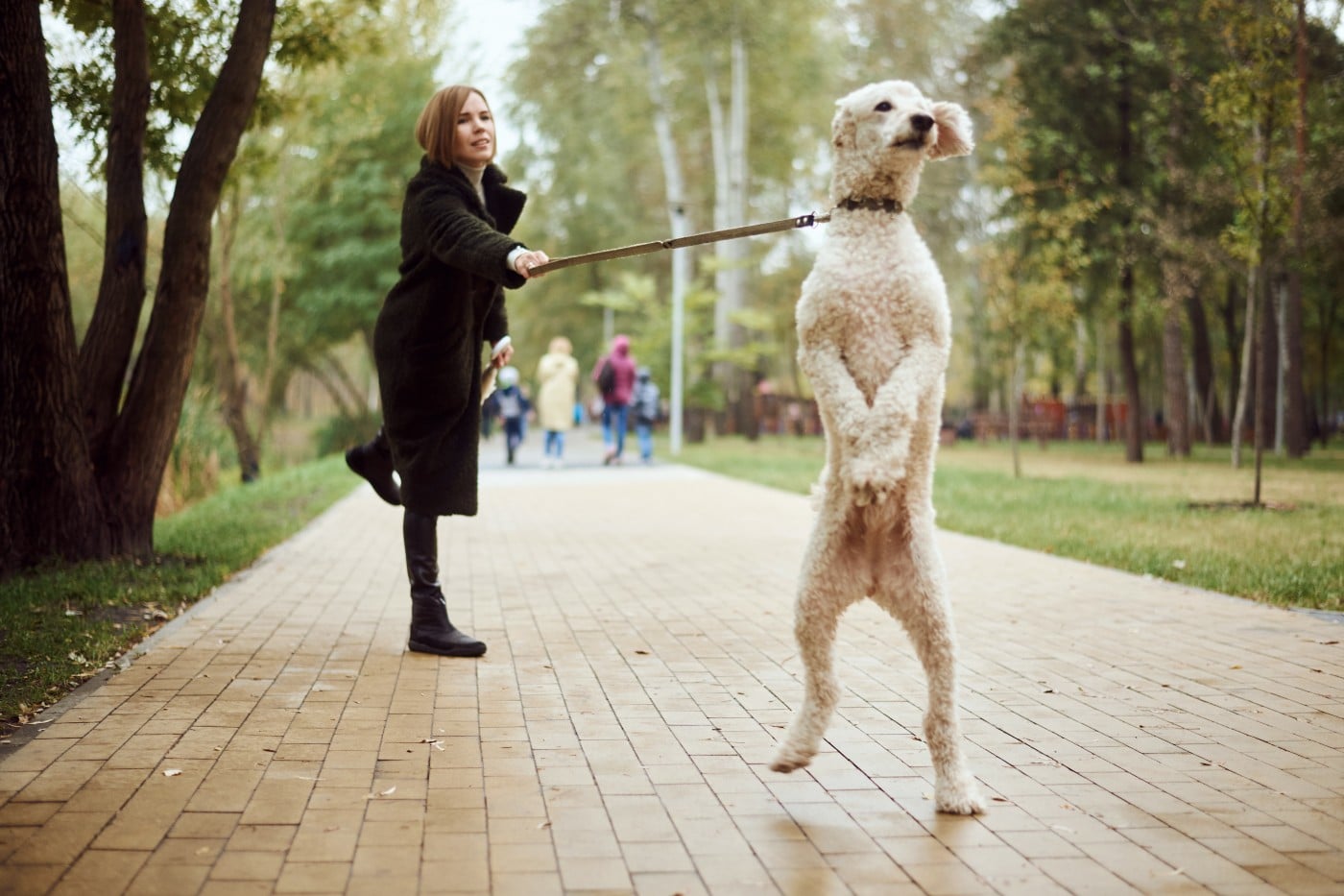 dog leash aggression