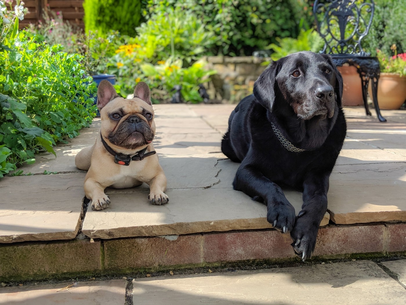 french bulldog and labrador