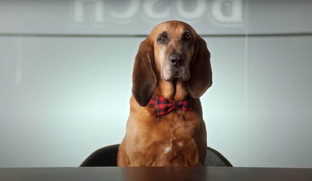 Busch Beer Wants to Pay Your Dog 20,000 To Taste Its Dog Brew This Dogs Life