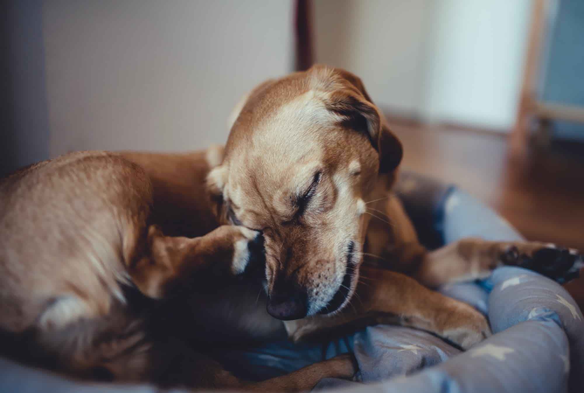 A dog with a dry coat sleeping in a dog bed.