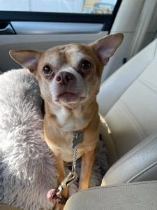 A demonic chihuahua sitting in the back seat of a car.