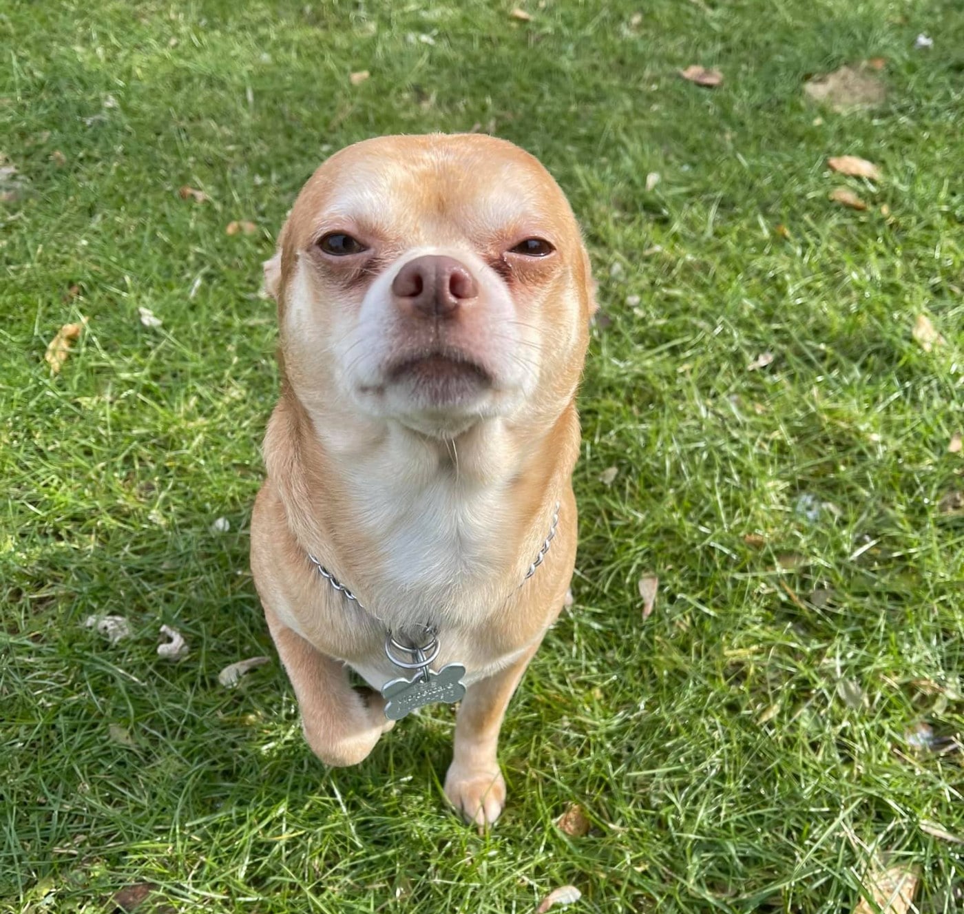 A demonic chihuahua dog standing on the grass.