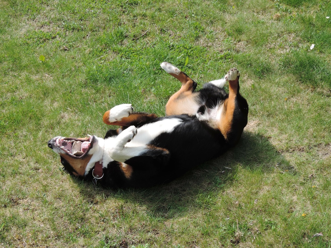 The Lowdown on Your Canine’s Itchy Pores and skin and Dry Coat – This Canines Life
