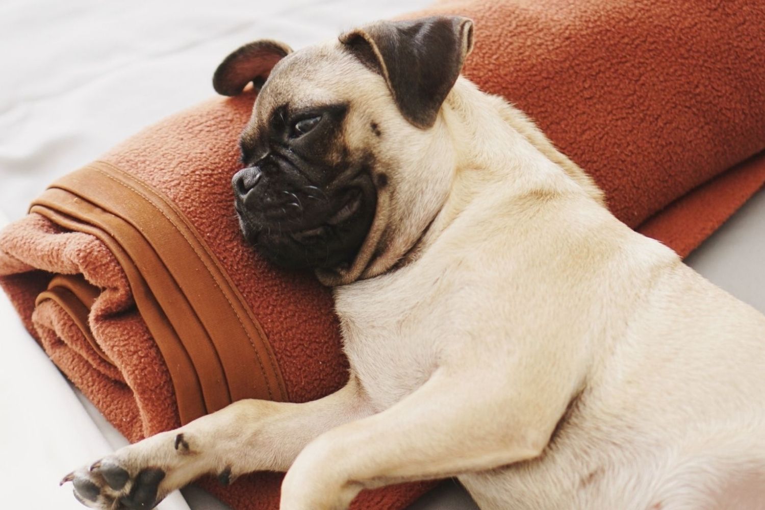 A pug dog dealing with joint issues laying on a blanket on a bed.