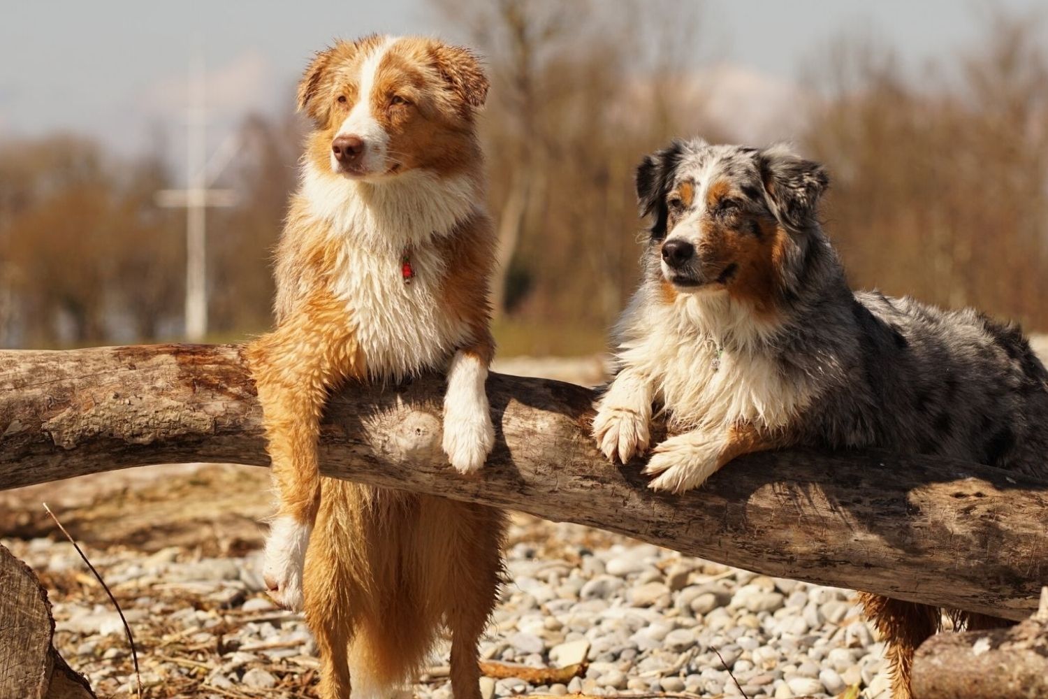 Two dogs on a log, ready to leave the dog park.